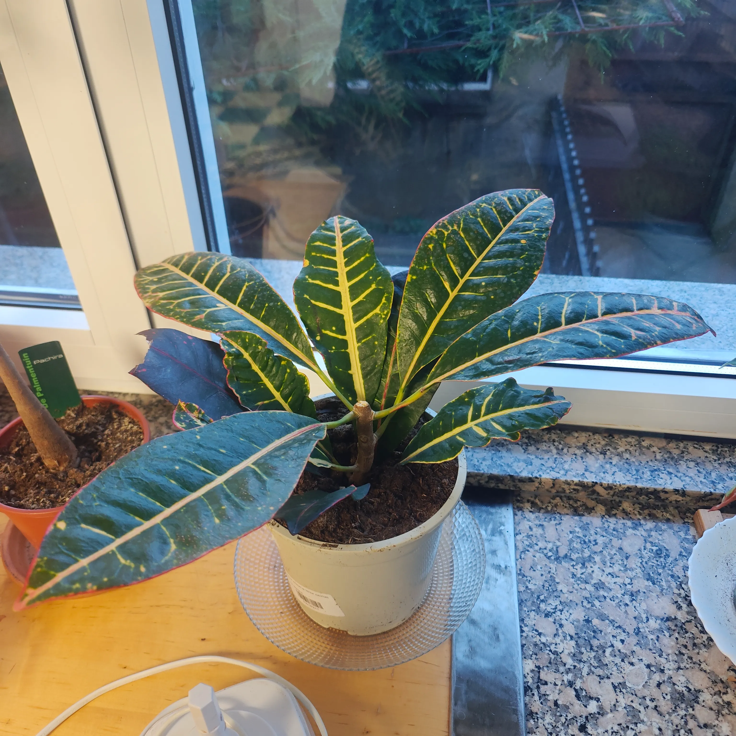 Codiaeum variegatum