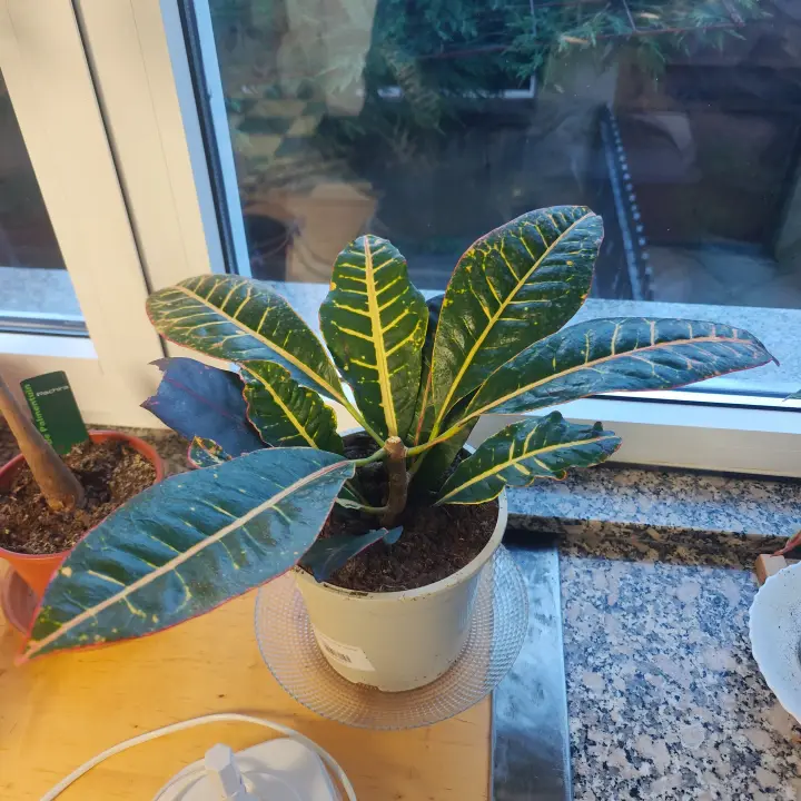 Codiaeum variegatum 1