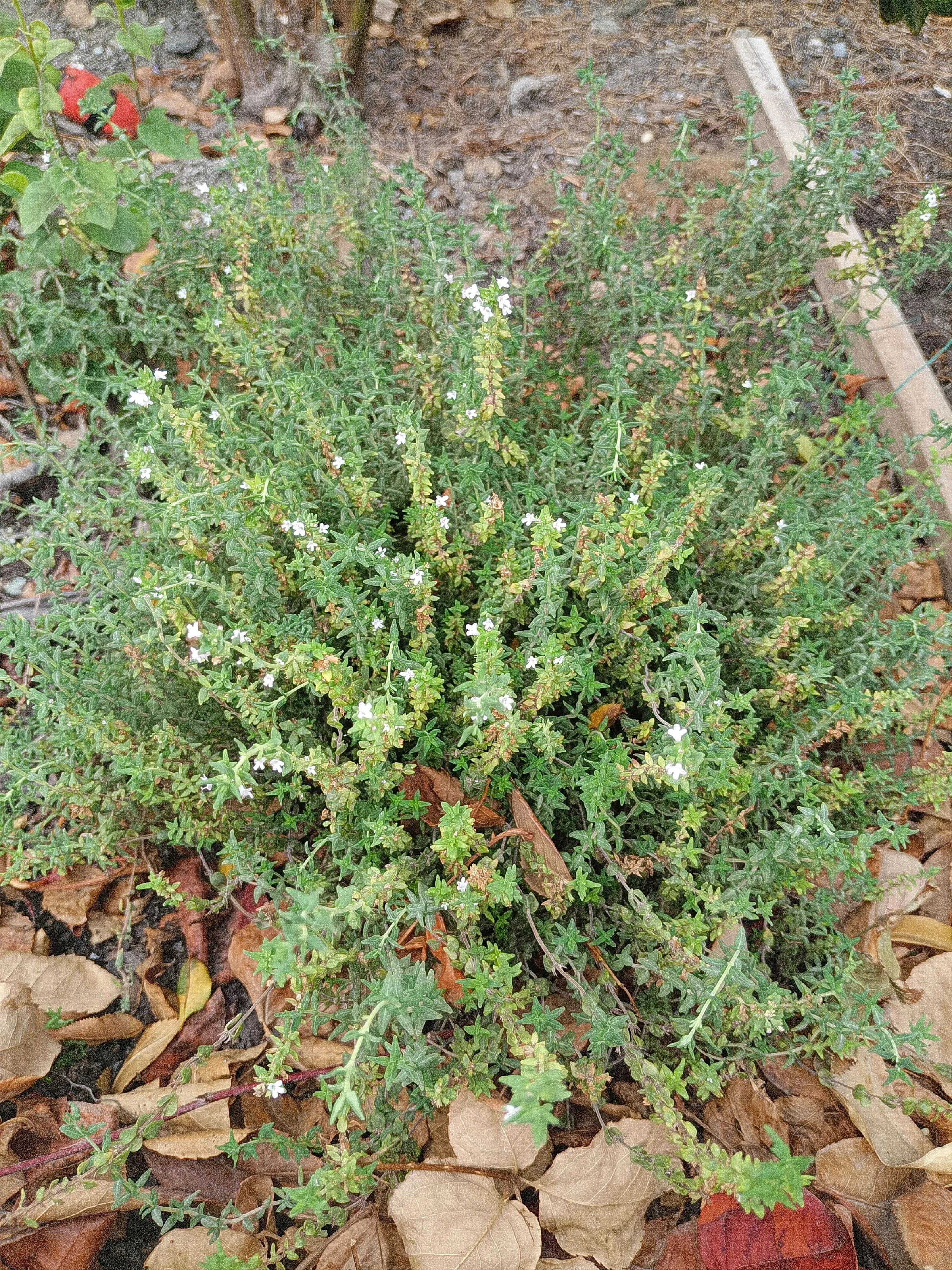 Thymus vulgaris