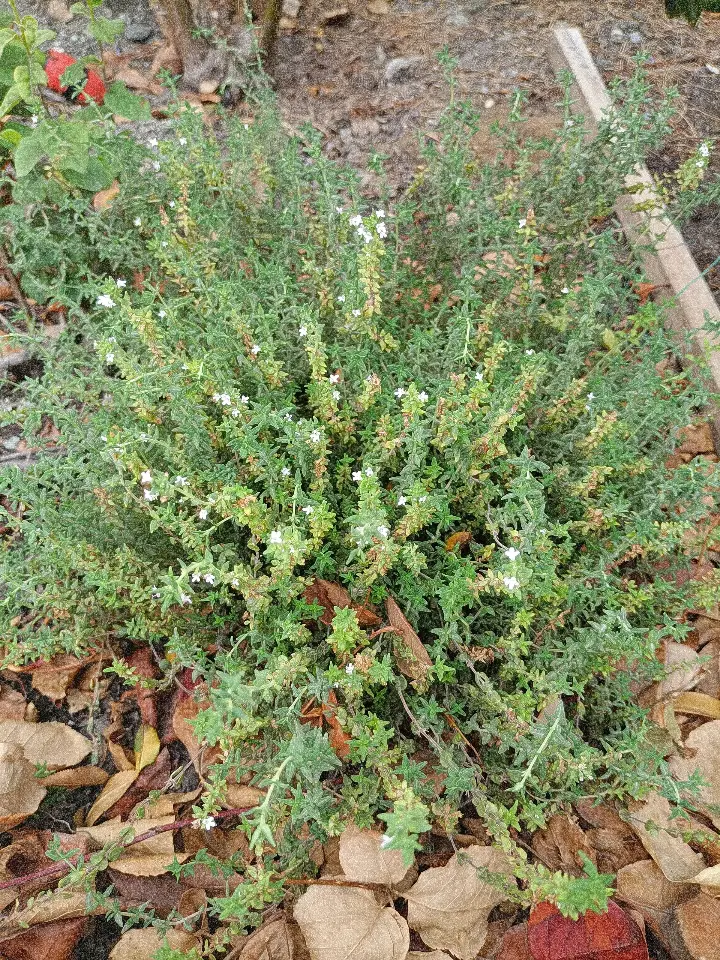 Thymus vulgaris 1