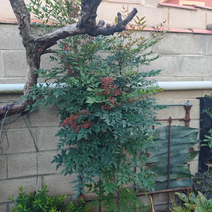 Nandina Domestica 1