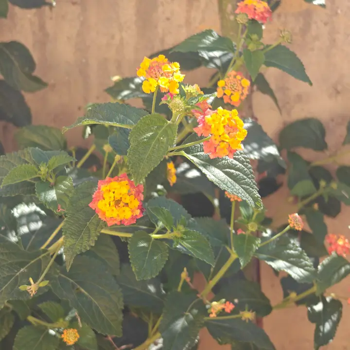 Lantana camara 1