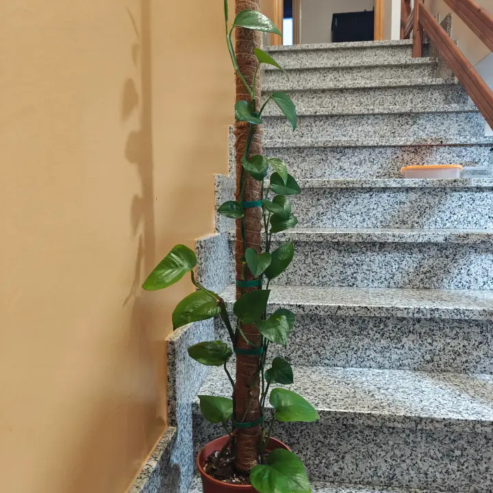 Epipremnum Aureum 1