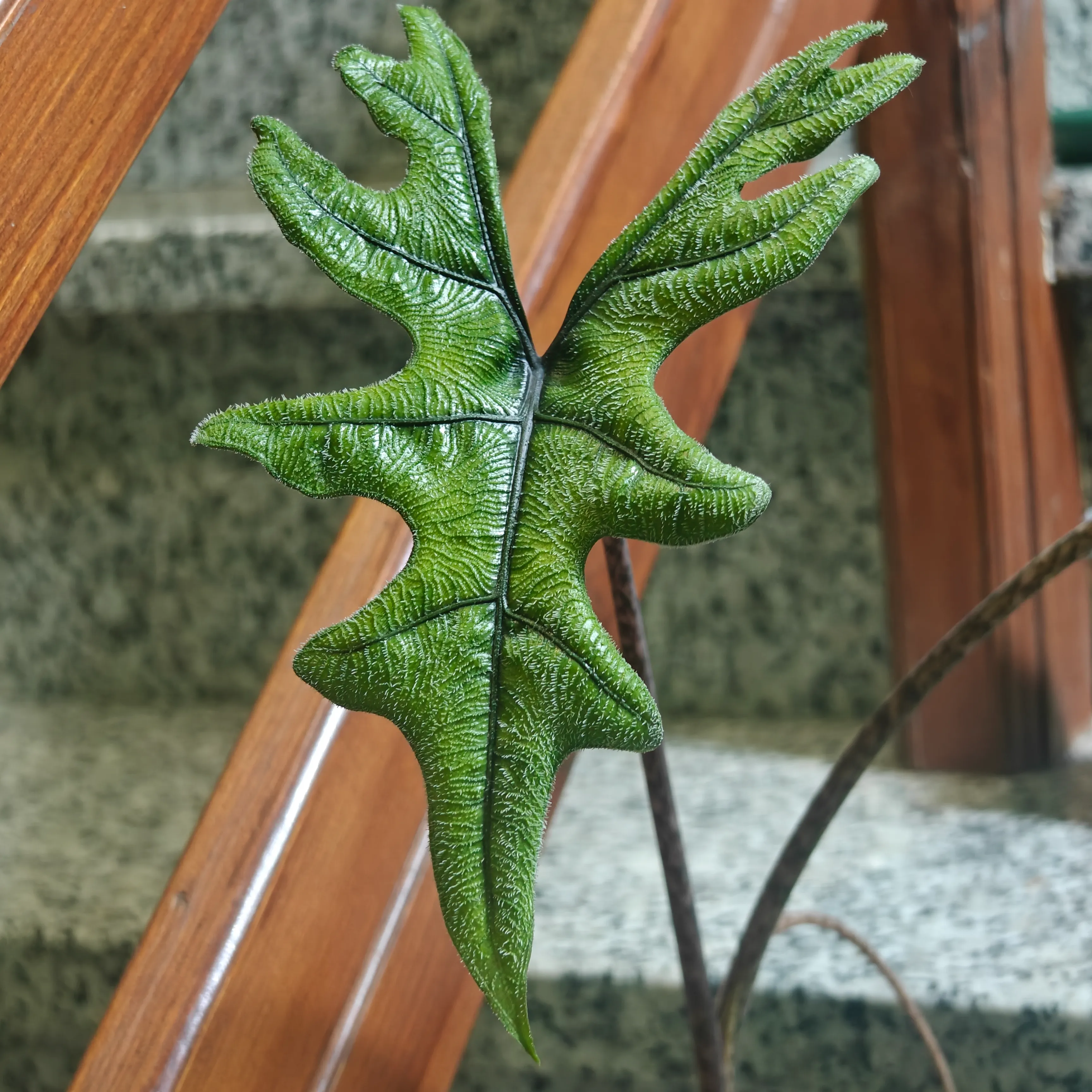 Alocasia jacklyne