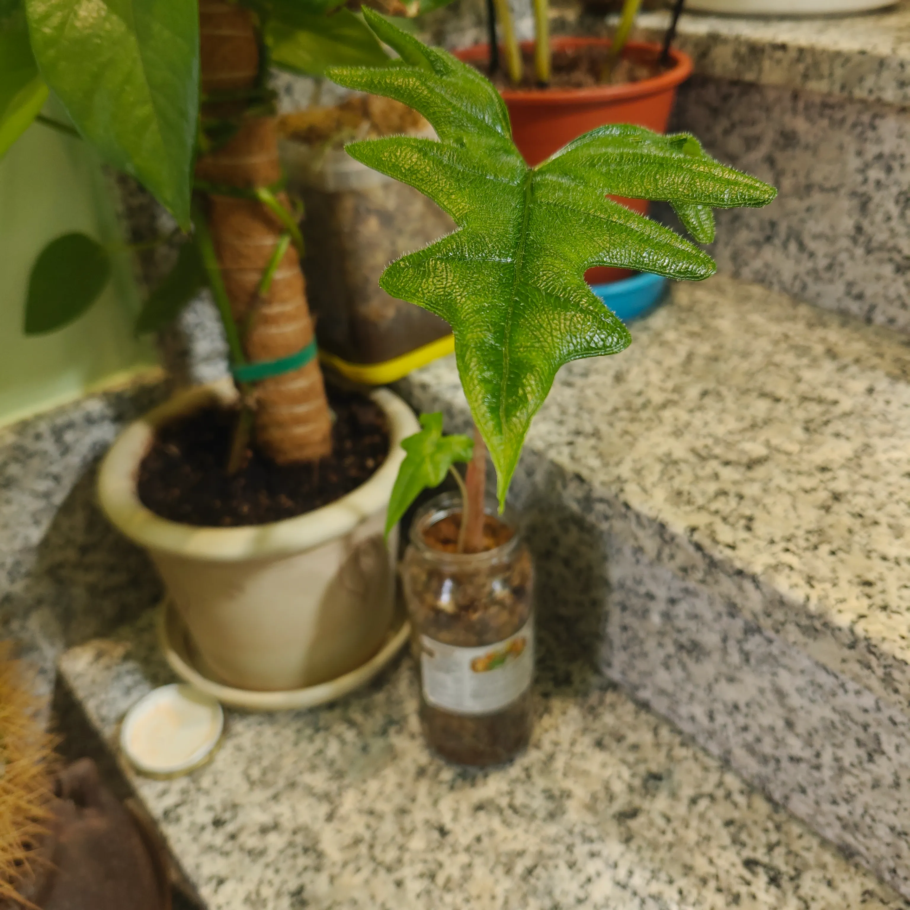 Alocasia jacklyne 2