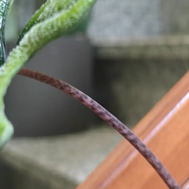 Alocasia jacklyne 4
