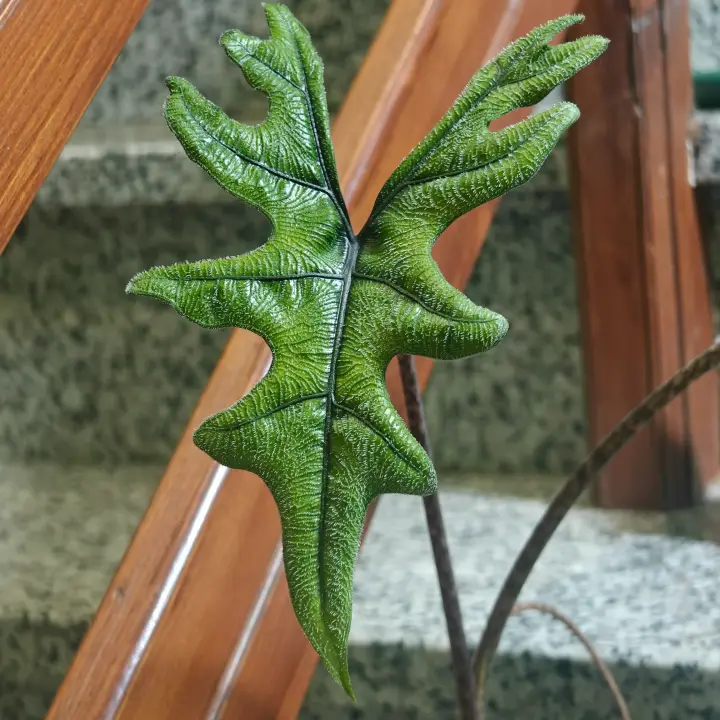 Alocasia jacklyne 1