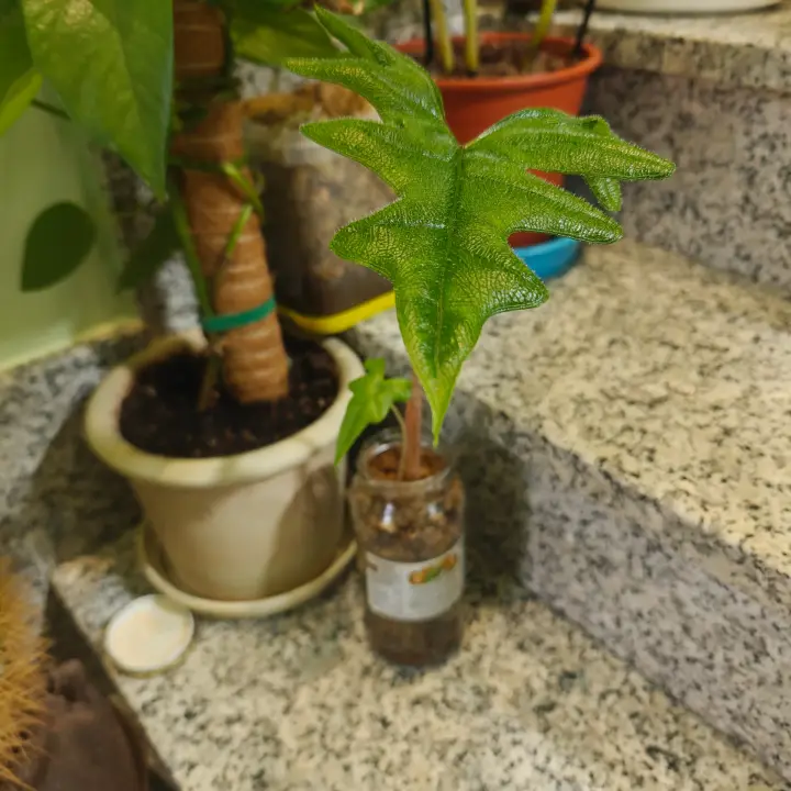 Alocasia jacklyne 2