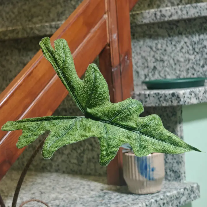 Alocasia jacklyne 3