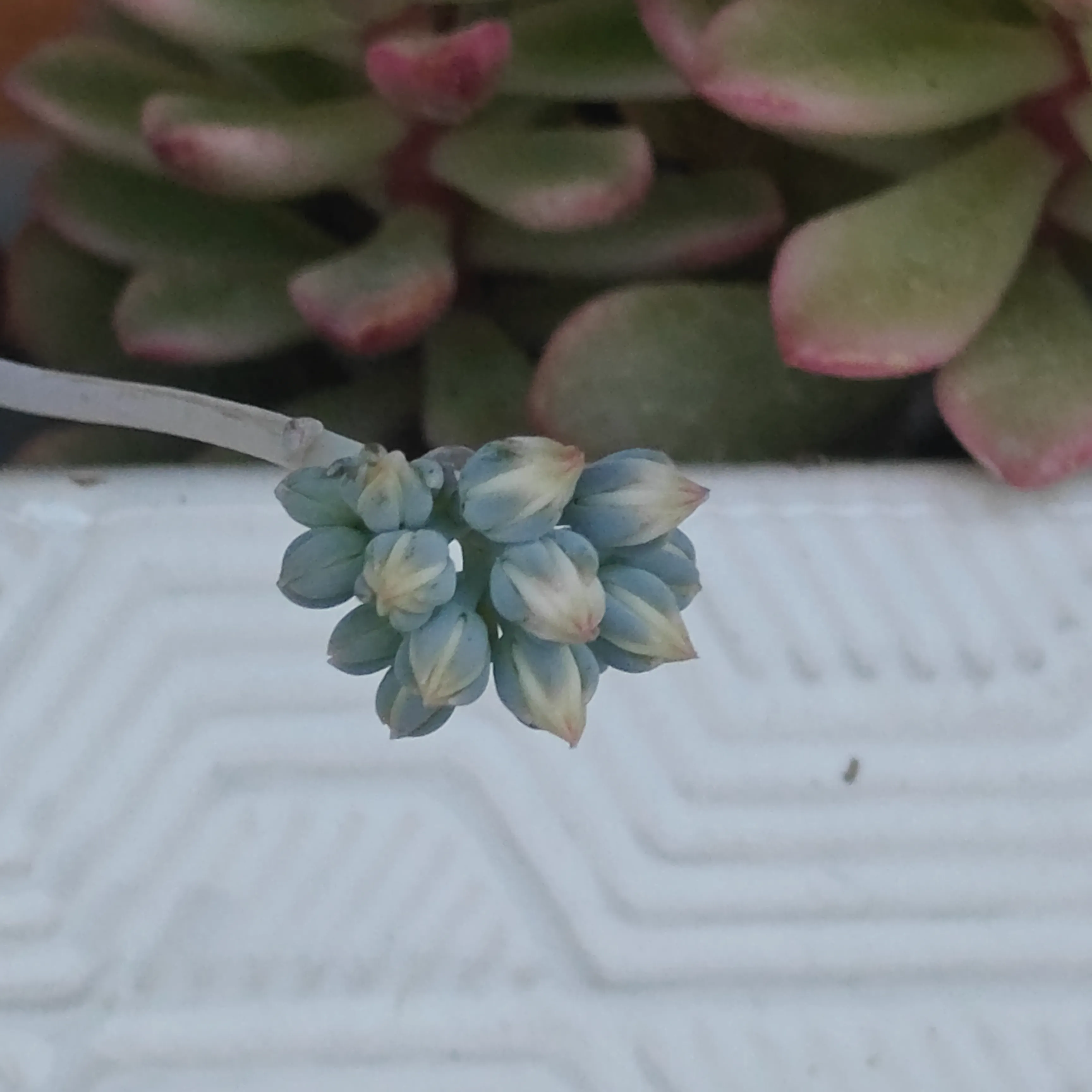 Sedum Sinforosanum 5
