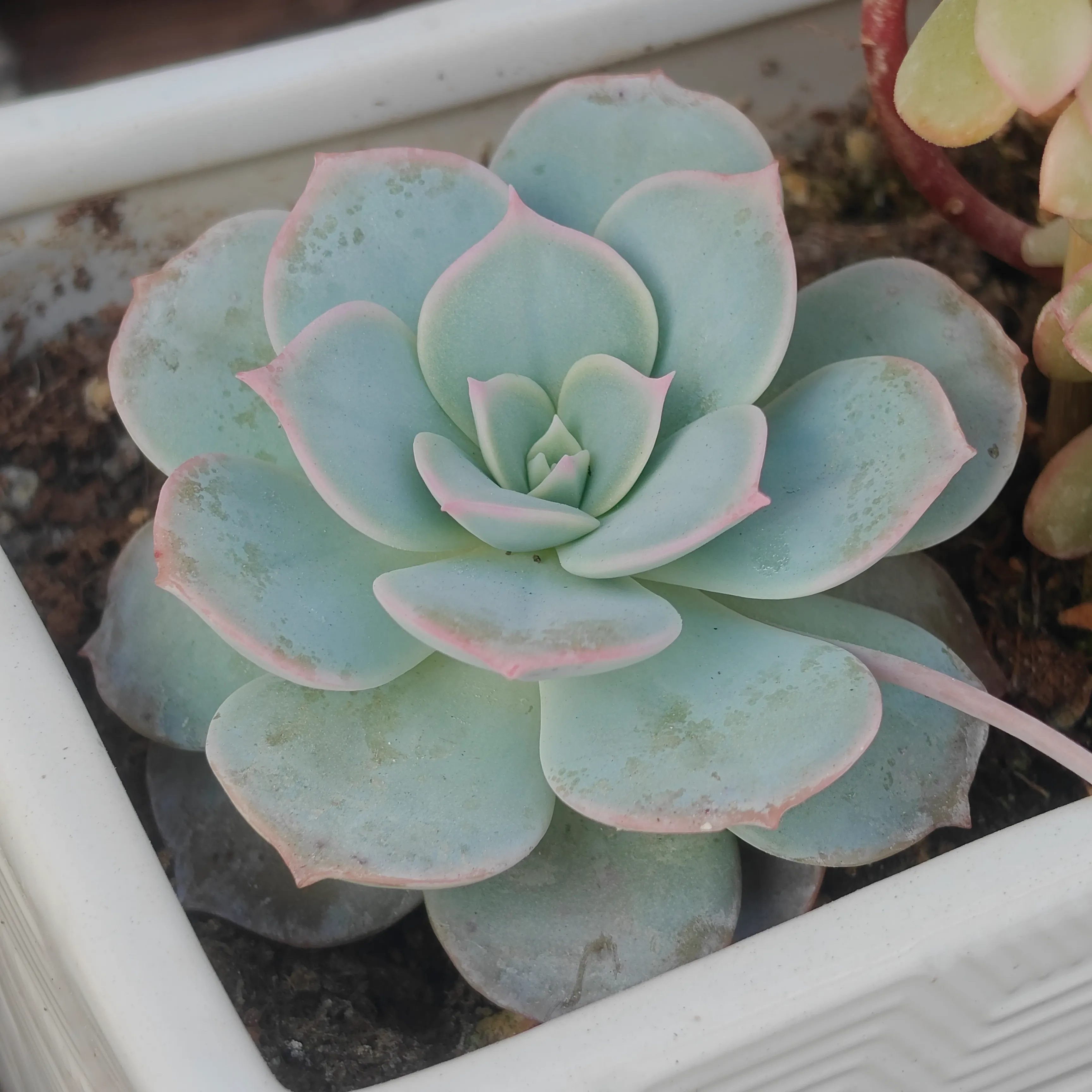 Sedum Sinforosanum
