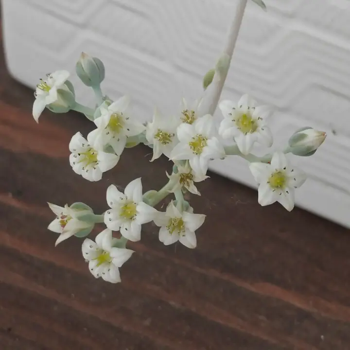 Sedum Sinforosanum flor 1