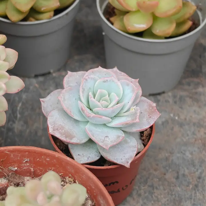 Sedum Sinforosanum 2