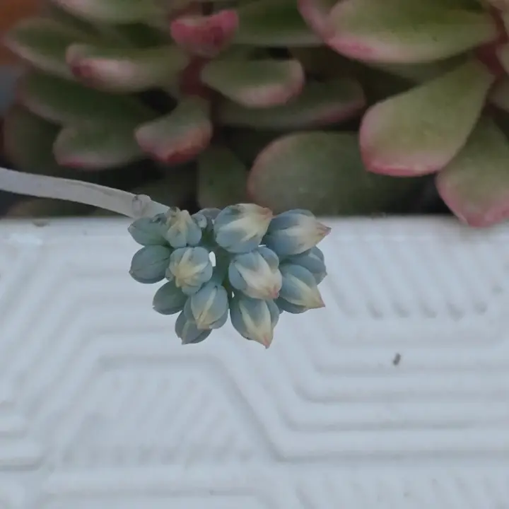 Sedum Sinforosanum flor 3