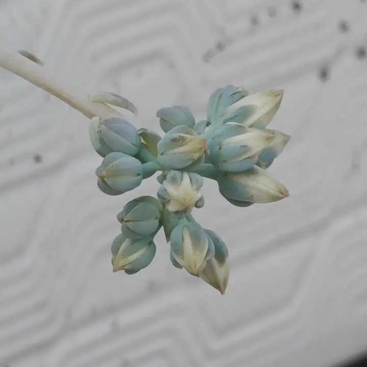 Sedum Sinforosanum flor 2