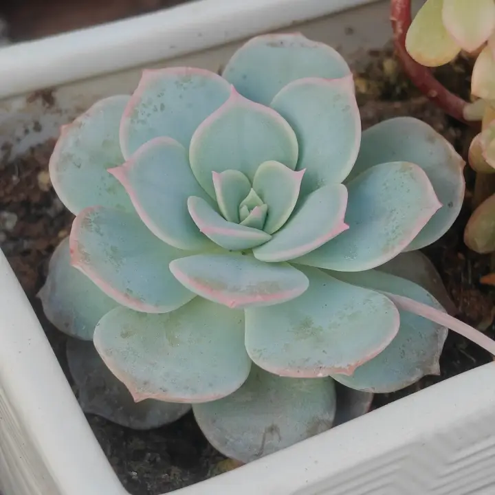 Sedum Sinforosanum 1