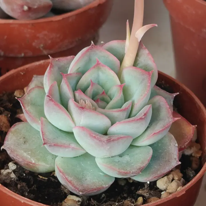 Echeveria Hercules 1