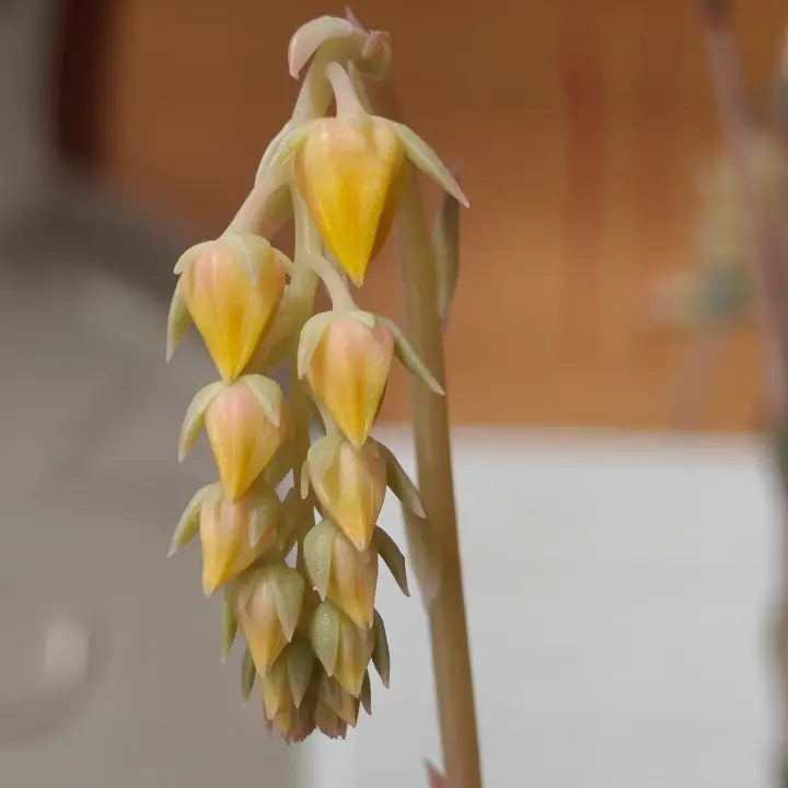 Echeveria Hercules flor 4