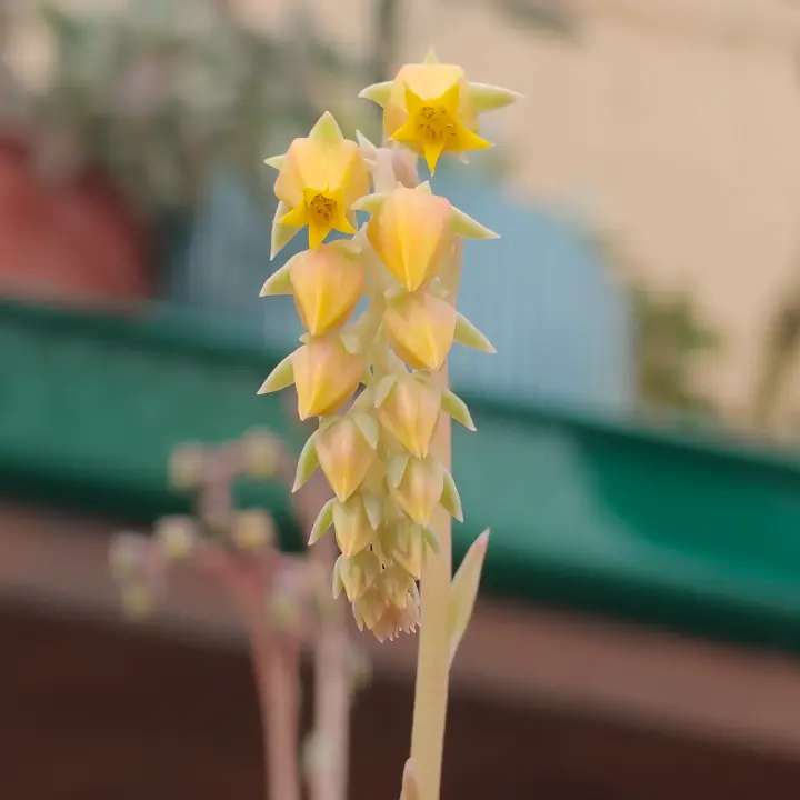 Echeveria Hercules flor 3