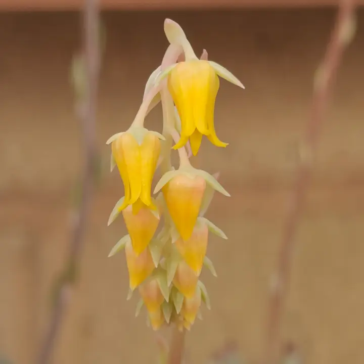 Echeveria Hercules flor 2