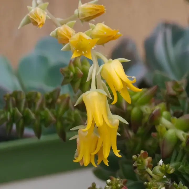 Echeveria Hercules flor 1
