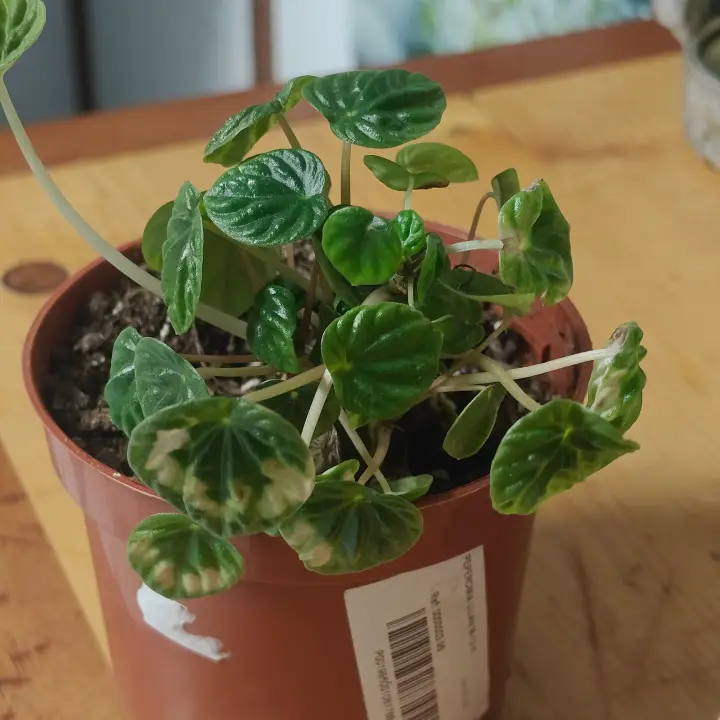 Peperomia caperata 1