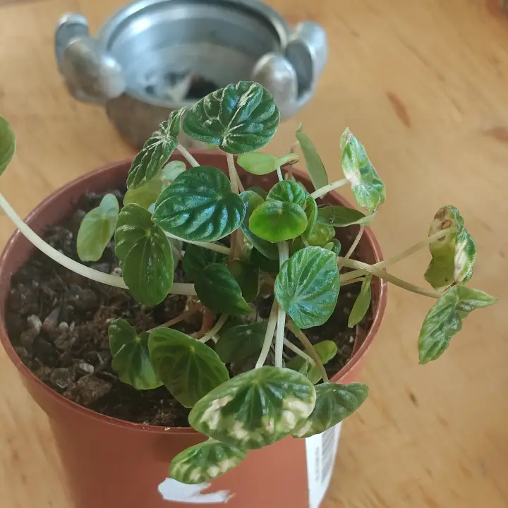 Peperomia caperata 2