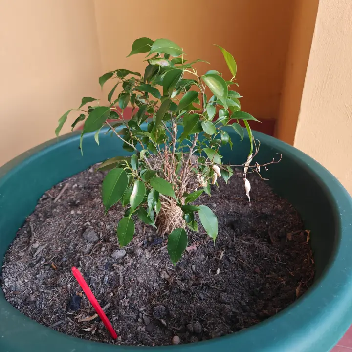Ficus Benjamina 1