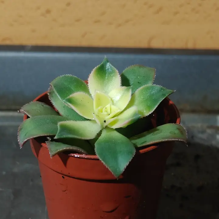 Aeonium Decorum 'Kiwi' 2