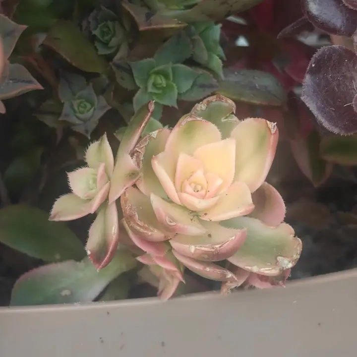 Aeonium Decorum 'Kiwi' 1