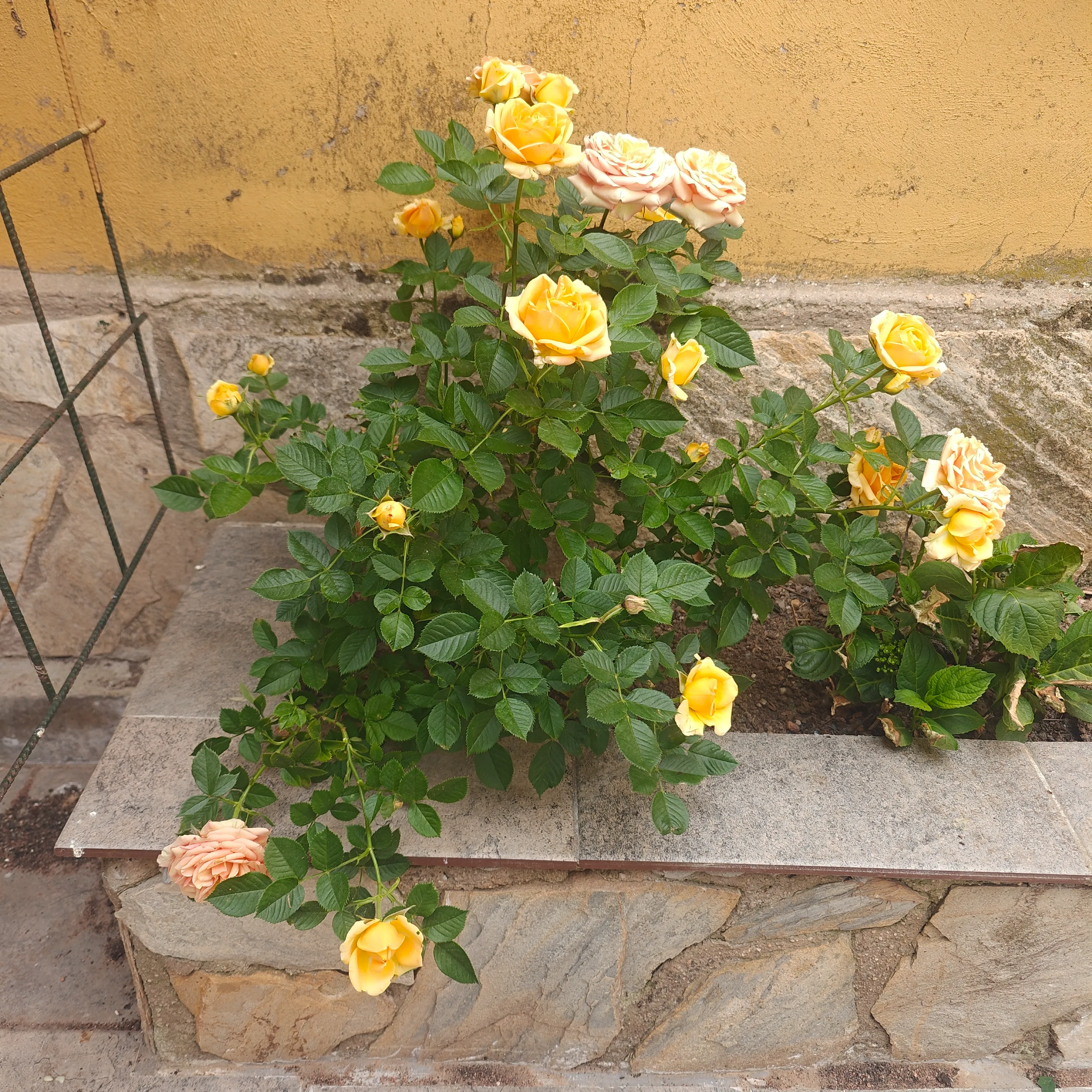 Rosa Rugosa