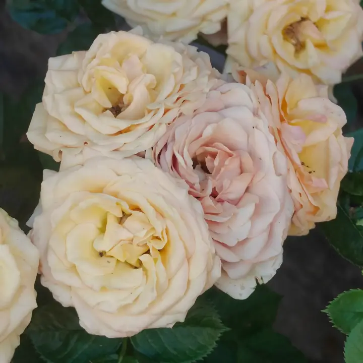 Rosa Rugosa flor 1