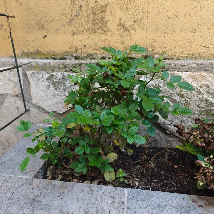 Rosa Rugosa 2