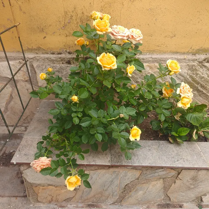 Rosa Rugosa 1