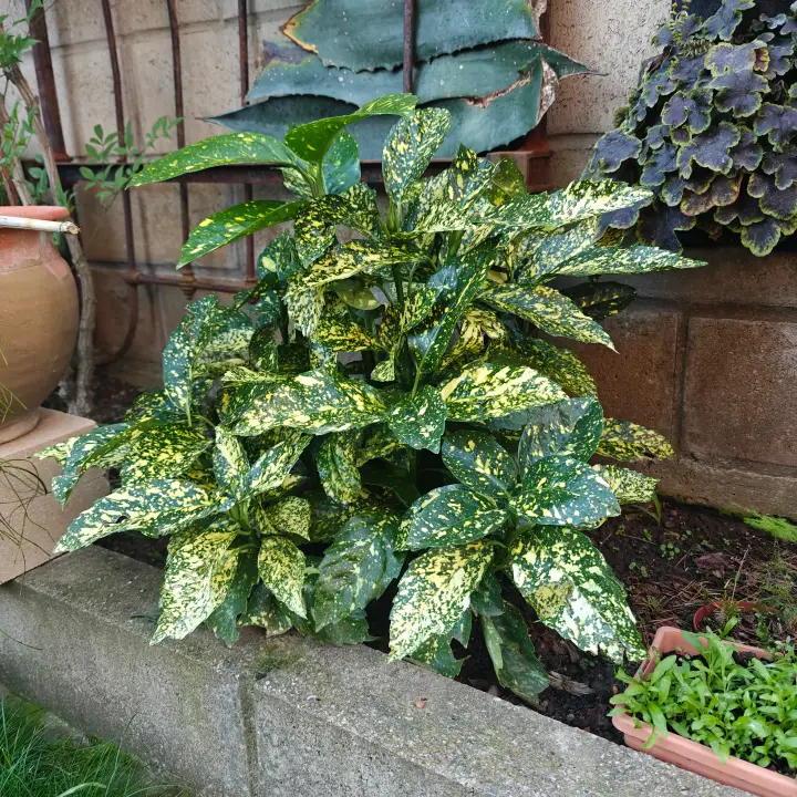 Aucuba Japonica 'Crotonifolia' 1