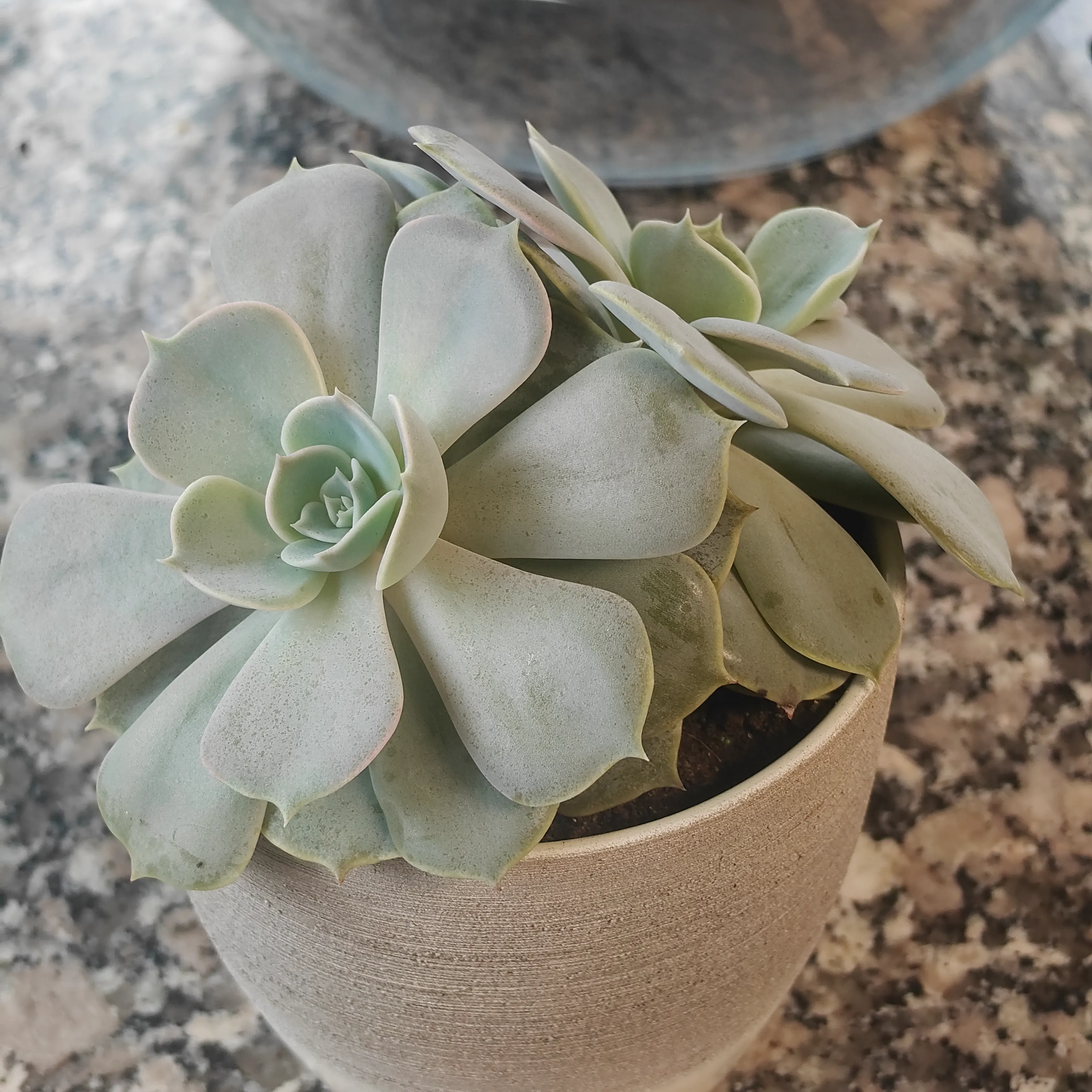 Echeveria Lilacina 3