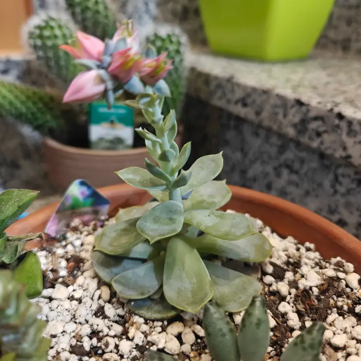 Echeveria Lilacina 4