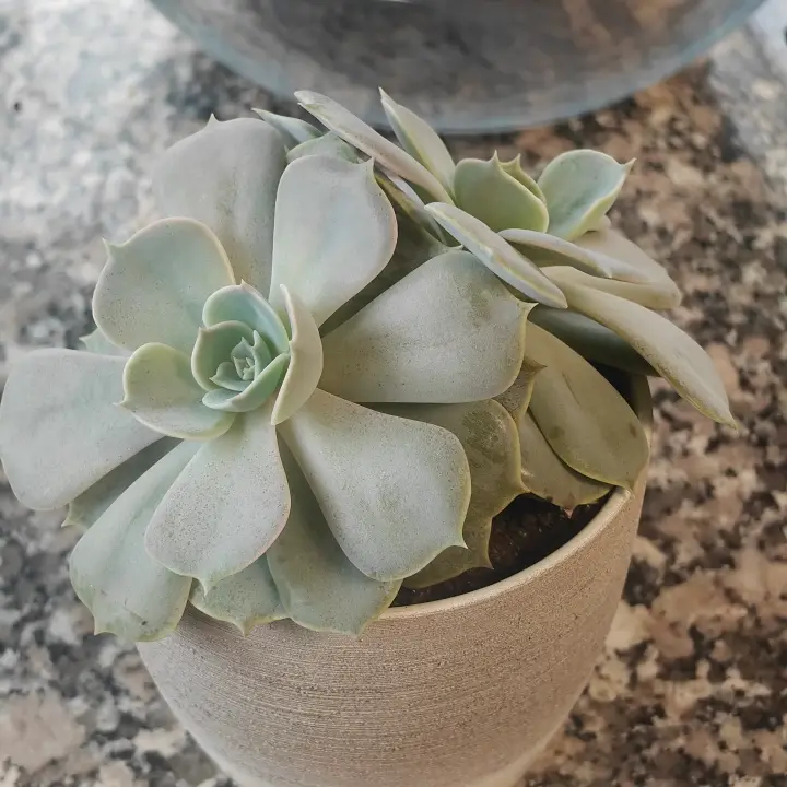 Echeveria Lilacina 3