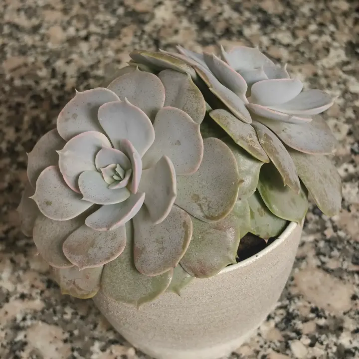 Echeveria Lilacina 1
