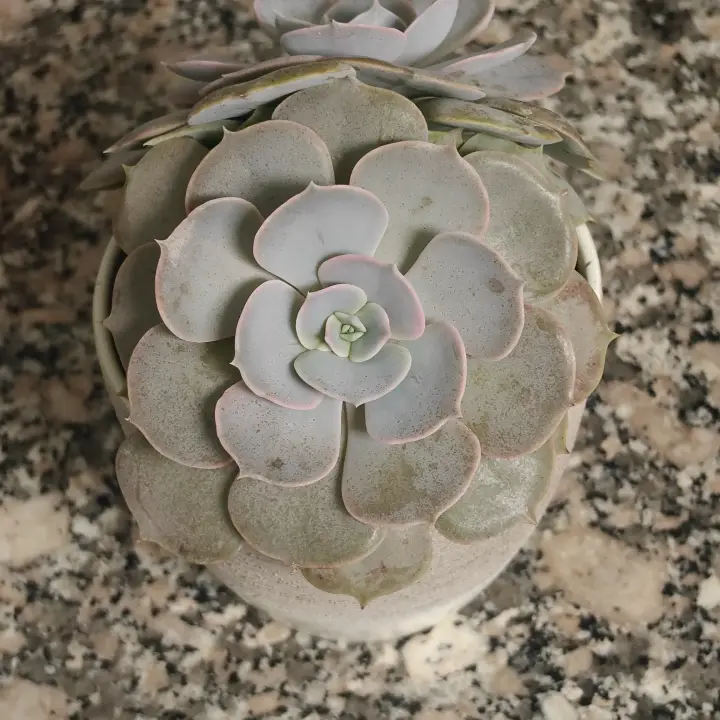 Echeveria Lilacina 2