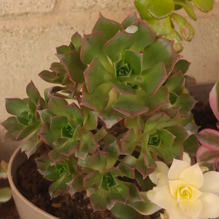 Aeonium Mary Anne Kunkel 3