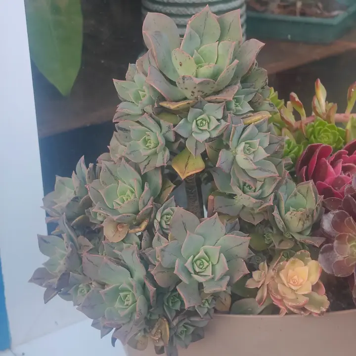 Aeonium Mary Anne Kunkel 1
