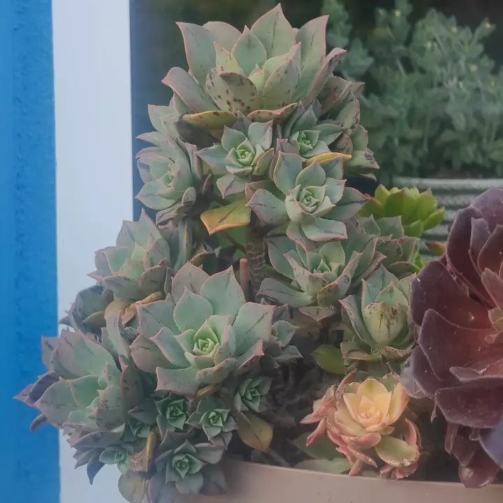 Aeonium Mary Anne Kunkel 2