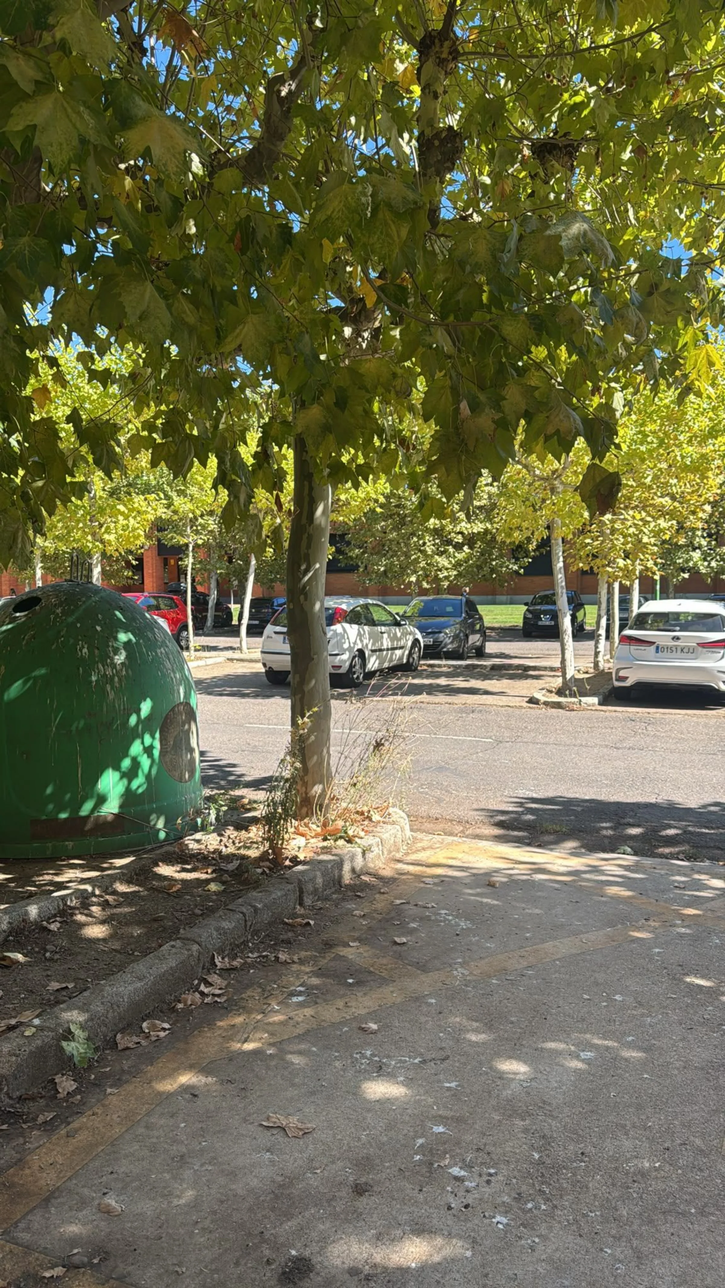 Platanus × hispanica
