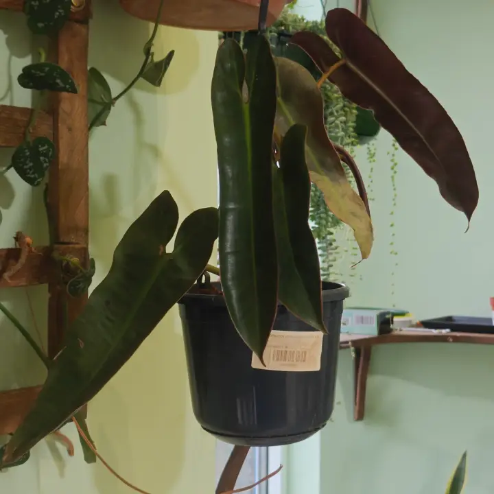 Philodendron atabapoense 1