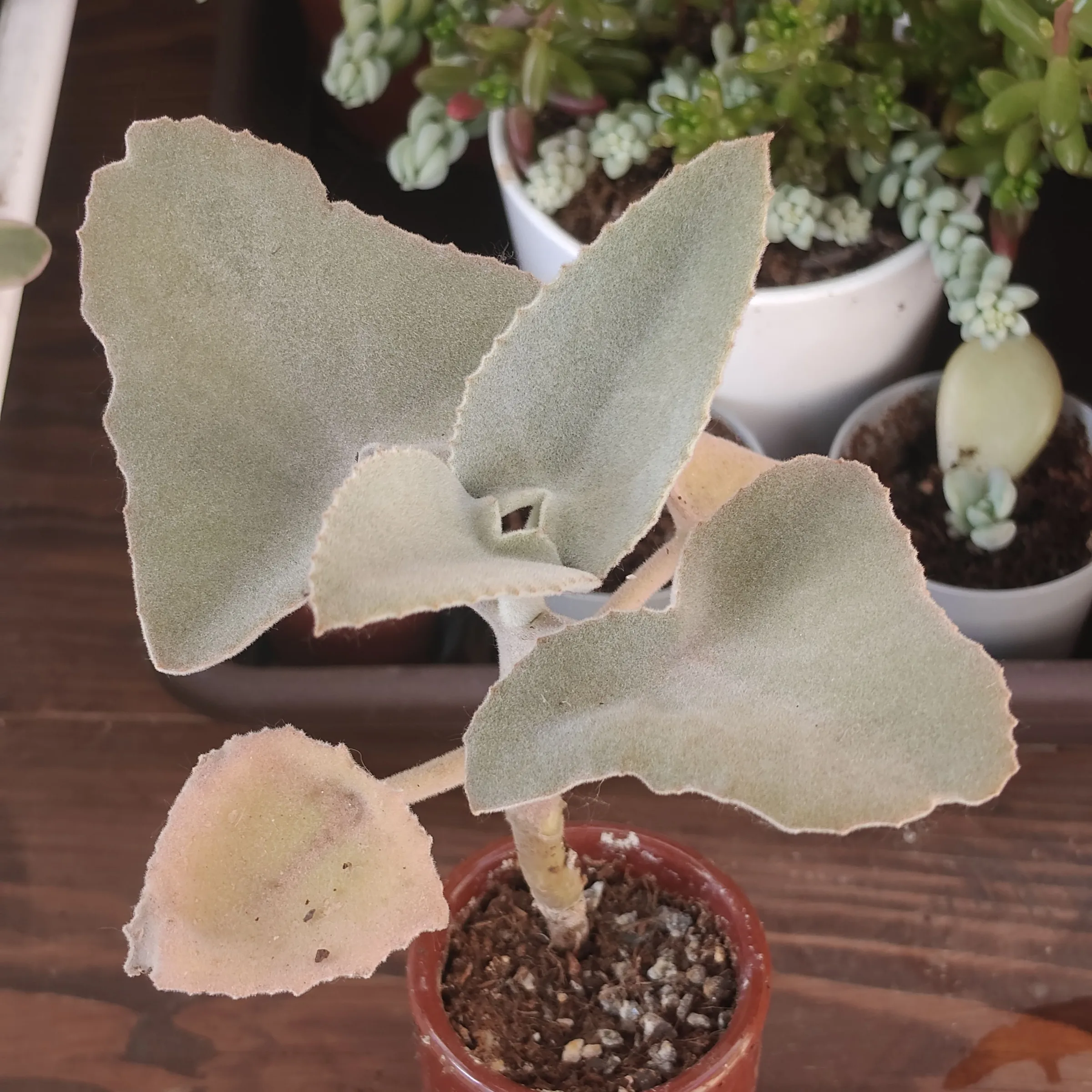 Kalanchoe beharensis