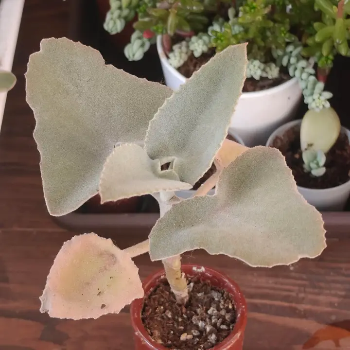 Kalanchoe beharensis 1