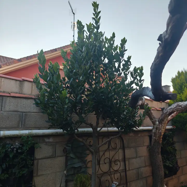Laurus Nobilis 1