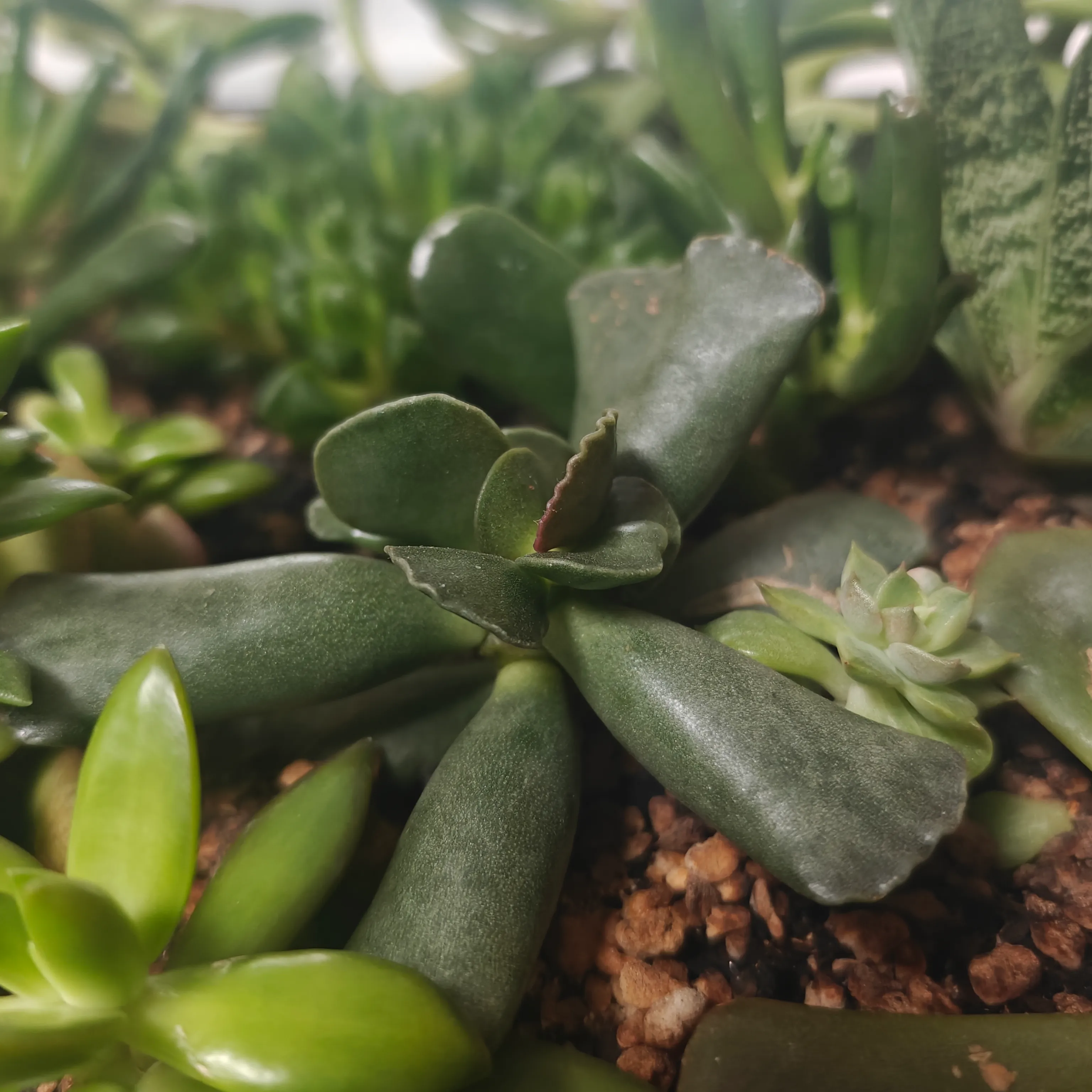 Adromischus Cooperi 2