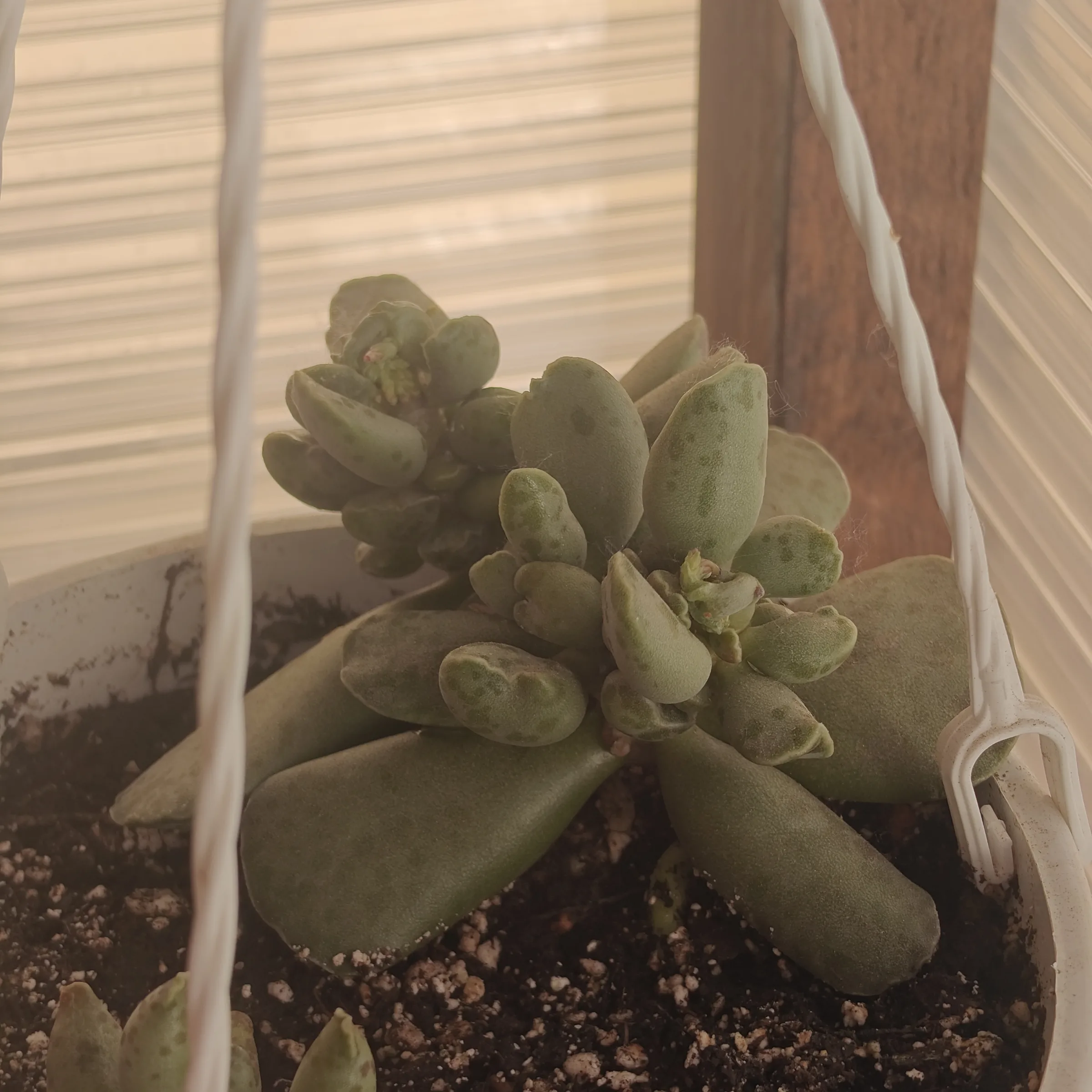 Adromischus Cooperi